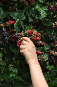 Blackberry Basil Jam- 4 oz