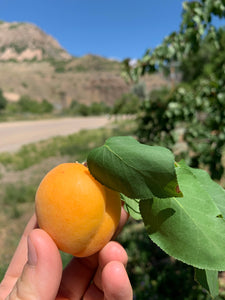 Apricot Vanilla Bean Jam - 4 oz