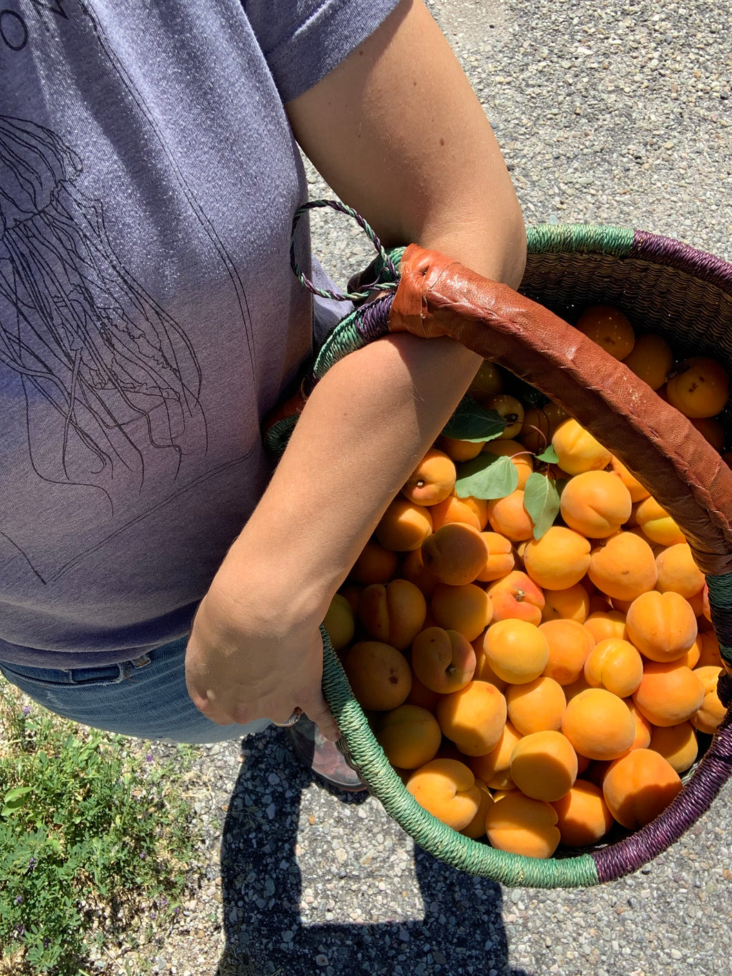 Apricot Vanilla Bean Jam - 4 oz